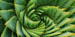 aloe-vera-plant-1522874831