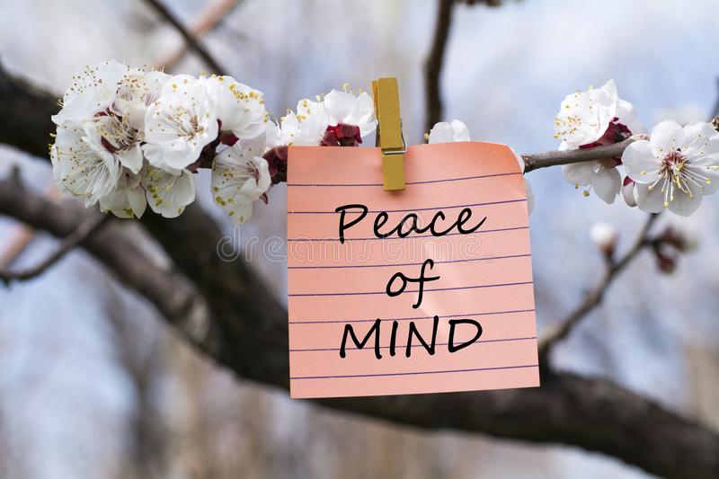 peace-mind-memo-peace-mind-memo-pined-tree-blooms-114429876